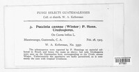 Puccinia cannae image